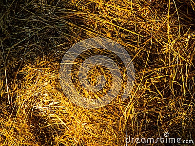 Hay for horses close up Stock Photo