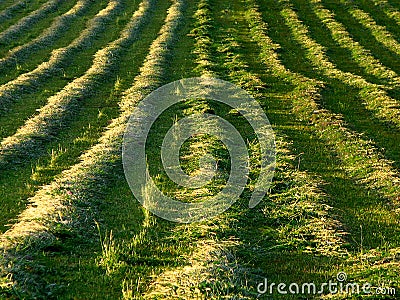 Hay making Stock Photo