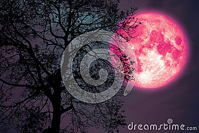 hay moon on night sky back over silhouette dark forest Stock Photo