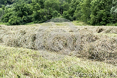 Hay raked into windrows Stock Photo