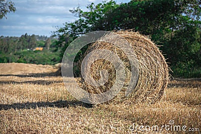 Hay rolls in small rural production fields in Brazil Stock Photo