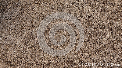 Hay / Straw Thatched Roof Texture Stock Photo