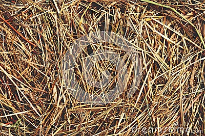 Hay texture. Dried grass background. Stock Photo