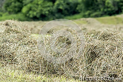 Hay windrow close up Stock Photo
