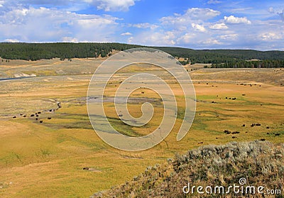 Hayden Valley Stock Photo