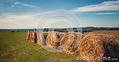 Hayfield. Hay harvesting Sunny autumn landscape. rolls of fresh dry hay in the fields. tractor collects mown grass. fields of Stock Photo