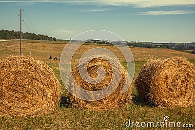 Hayfield. Hay harvesting Sunny autumn landscape. rolls of fresh dry hay in the fields. tractor collects mown grass. fields of Stock Photo