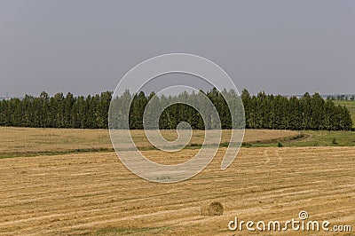 Hayfield. There are many stacks around. Meadow in the early autumn. Dry plants around. Gold colors. Green forest far away. Dark he Stock Photo