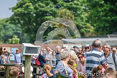 Bird flying over crowd during show Editorial Stock Photo