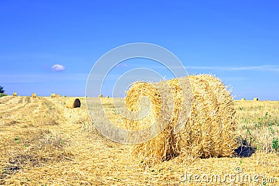 Haymaking, harvesting in the fields Stock Photo