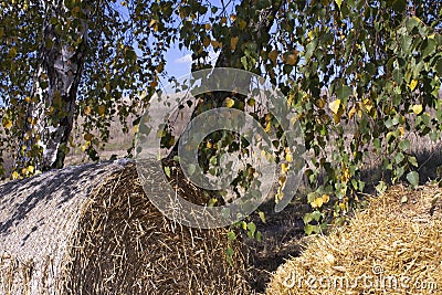 A haystack near a tree in autumn on a warm day Stock Photo