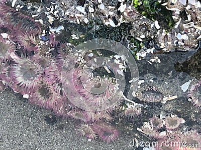 Pink anemone found in tides pools Haystack Rock in Cannon Beach Stock Photo