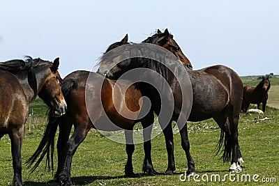 Haytor Down & a herd of Dartmoor Ponies Stock Photo