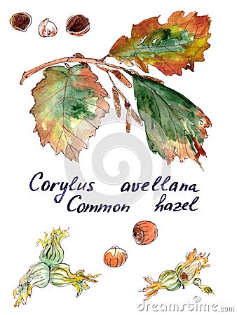 Hazel branch with autumn leaves, nuts and earrings watercolor drawing Cartoon Illustration