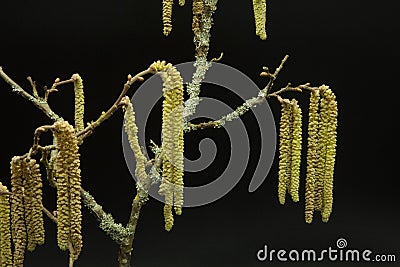 Hazel branch and flowers on black background Stock Photo