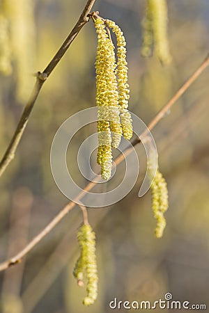 Hazel bush during spring, highly allergenic plant Stock Photo