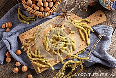 Hazel catkins with hazelnuts, top view Stock Photo