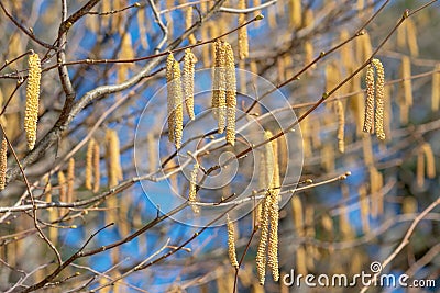 Hazel catkins at a sunny day Stock Photo