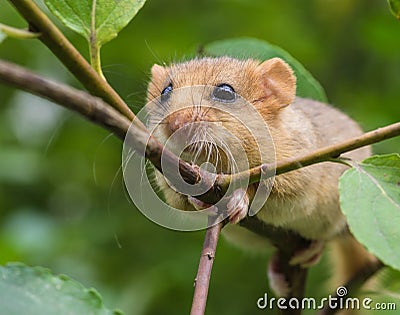 Hazel dormouse Stock Photo