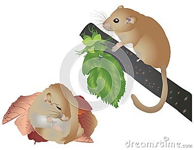 Hazel dormouse Cartoon Illustration