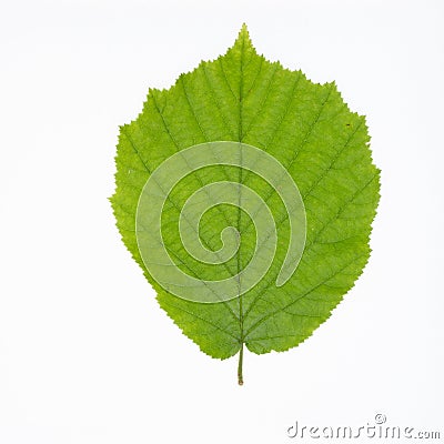 A Hazel leaf Stock Photo