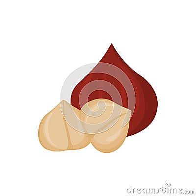 Hazel nuts.Vector illustration of Hazel nuts.Nut illustration. Vector Illustration