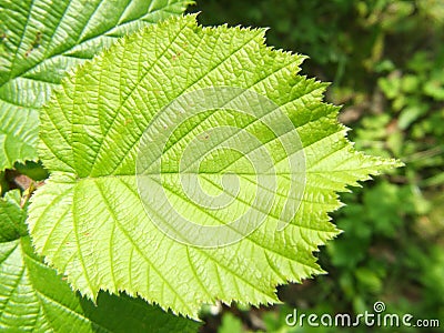 Hazel tree filbert leaf Stock Photo