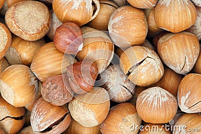 Hazelnut Stock Photo