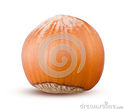 Hazelnut closeup isolated on white background. Single brown hazel nut close up detailed Stock Photo