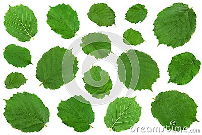 Hazelnut closeup leaf collection Stock Photo
