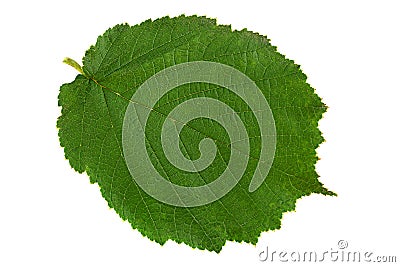 Hazelnut closeup leaf Stock Photo