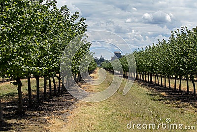 Hazelnut Filbert Trees in an Orchard in the Willamette Valley Stock Photo