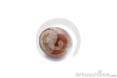 Hazelnut Stock Photo