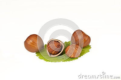 Hazelnut on leaf Stock Photo