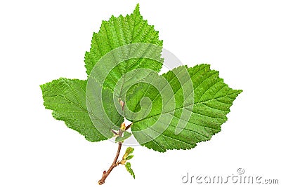 Hazelnut leaf on white Stock Photo