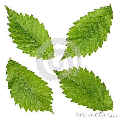 Hazelnut leaves Clipping Path Stock Photo