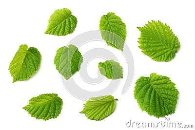 hazelnut leaves isolated on white background. top view Stock Photo