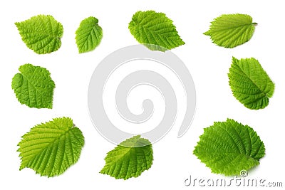 hazelnut leaves isolated on white background. top view Stock Photo