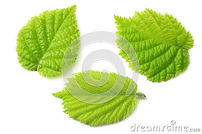 hazelnut leaves isolated on white background. top view Stock Photo