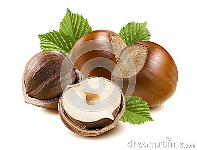 Hazelnut nut half four leaf isolated on white background Stock Photo