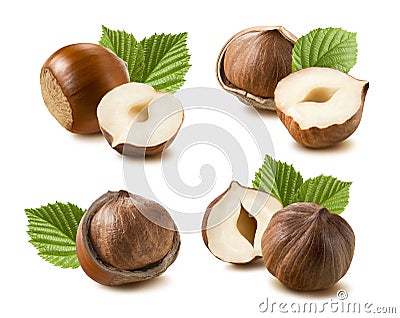 Hazelnut nut leaf set isolated on white background 7 Stock Photo