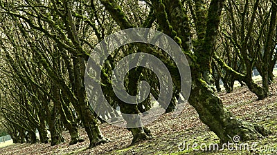 Hazelnut Orchard Stock Photo