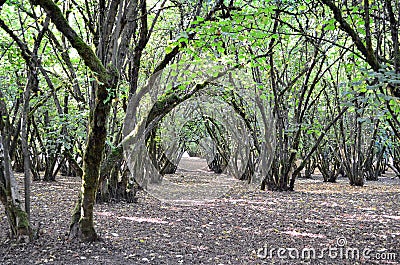 Hazelnut Orchard Stock Photo