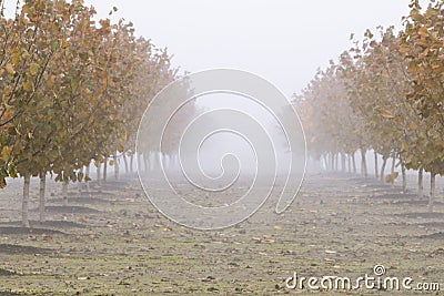 Hazelnut Orchard Dressed in Fall Colors Stock Photo