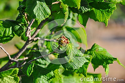 Hazelnut stricken with disease. Stock Photo