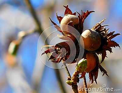 Hazelnut Tree, hazelnuts Stock Photo