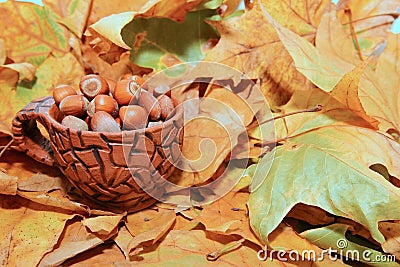 Hazelnuts in autumn Stock Photo