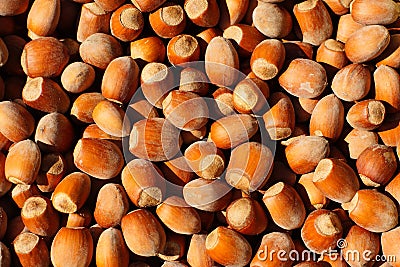 Hazelnuts Stock Photo