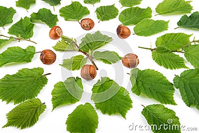 Hazelnuts with green leaves organic background Stock Photo