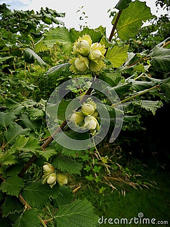 British Columbia beautiful hazelnuts Stock Photo